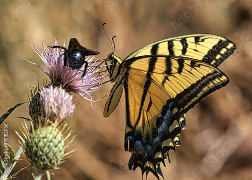 Canvas Print Closeup shot of butterfly and bee sitting on a Cirsium vulgare flower