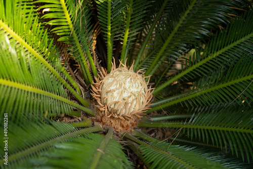 Closeup of the Cycas rumphii, commonly known as queen sago or the queen sago palm. photo