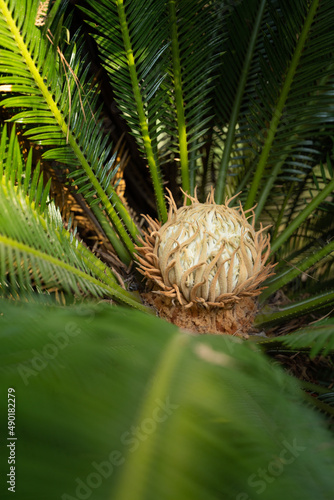 Vertical closeup of the Cycas rumphii, commonly known as queen sago or the queen sago palm. photo