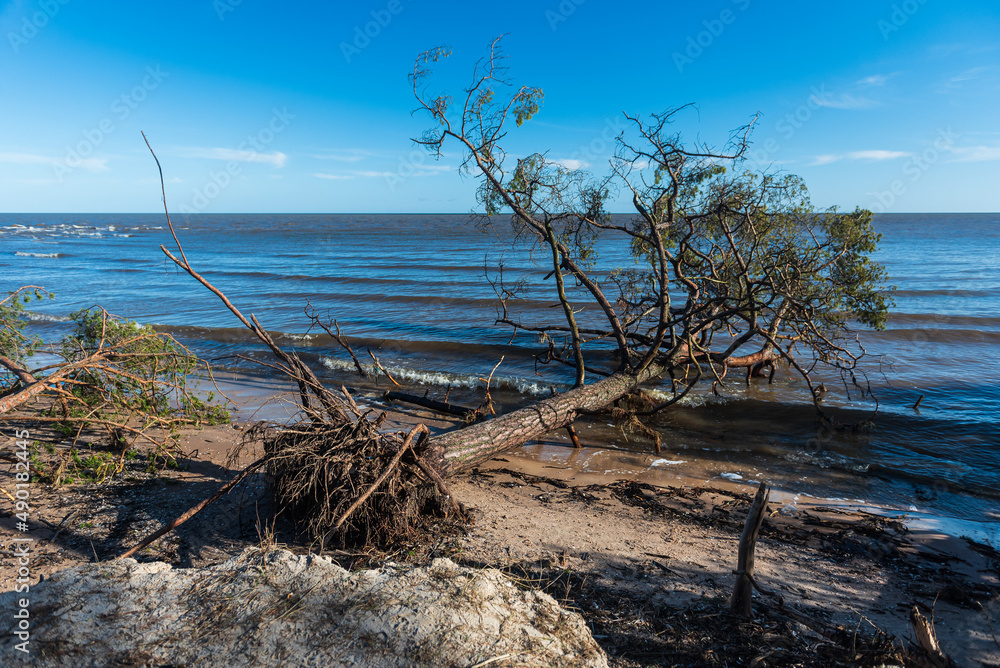 Storm broken trees on the Baltic sea coast, Kolka, Latvia.