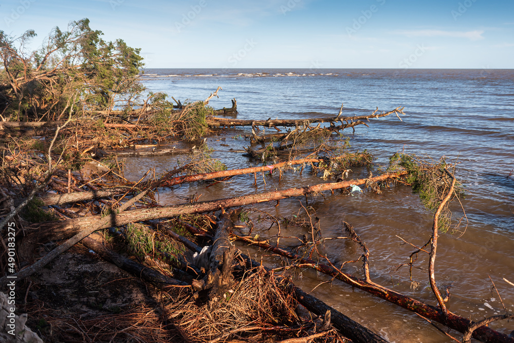 Storm broken trees on the Baltic sea coast, Kolka, Latvia.