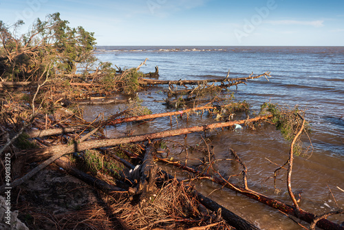 Storm broken trees on the Baltic sea coast  Kolka  Latvia.