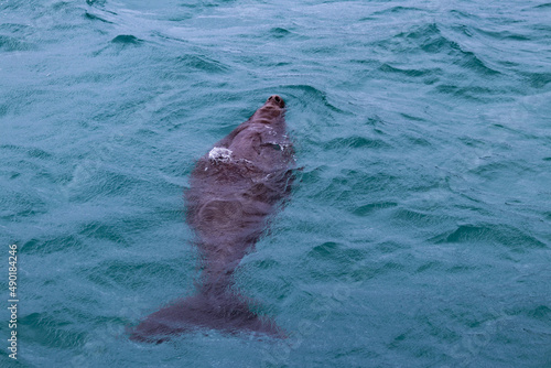 Dugong (dugong dugon) in the ocean photo