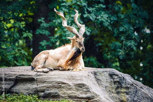 View of a cute Bukharan markhor, or Tadjik standing on a tree trunk in the forest photo
