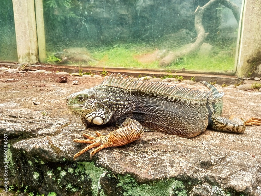 The green iguana is also known as the American iguana and belongs to