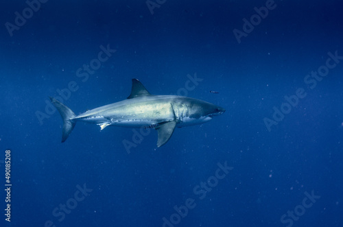 Shot of the beautiful wild great white shark underwater