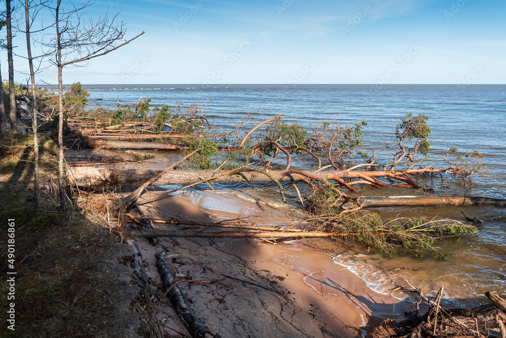 Storm broken trees on the Baltic sea coast, Kolka, Latvia.