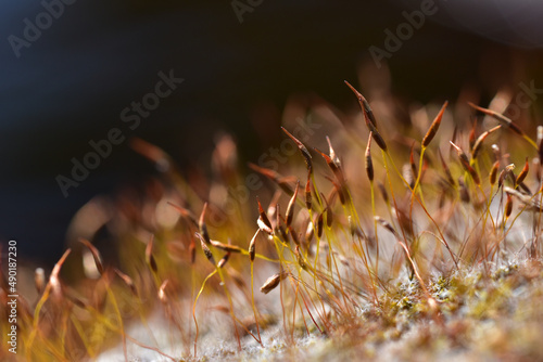 Macro closeup shot of Ceratodon purpureus plant with blurred background photo