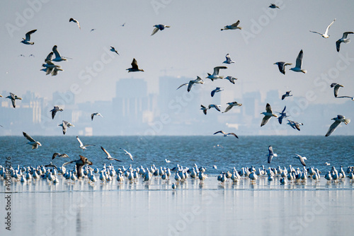 Closeup shot of Franklin's gulls flying near the lake photo