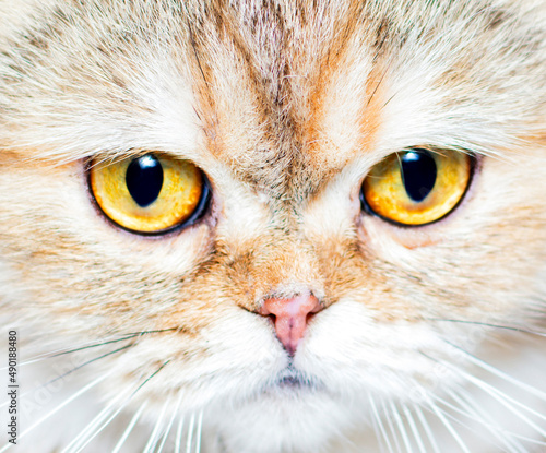 portrait with big eyes of a golden chinchilla cat