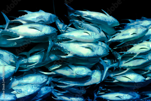 Group of tuna fish swimming in the sea photo