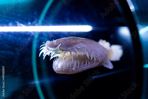 Closeup shot of an extraordinary fish, sea creature in a laboratory photo