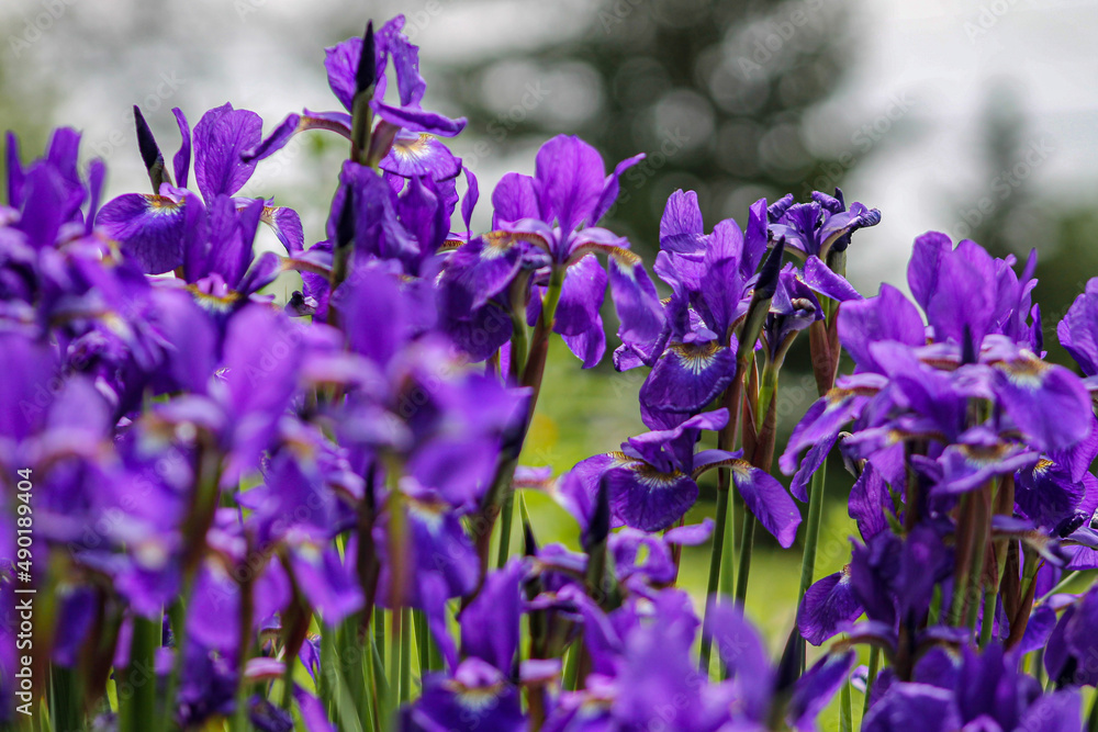 Purple Bearded Irises in New York Purple Bearded Irises in New York