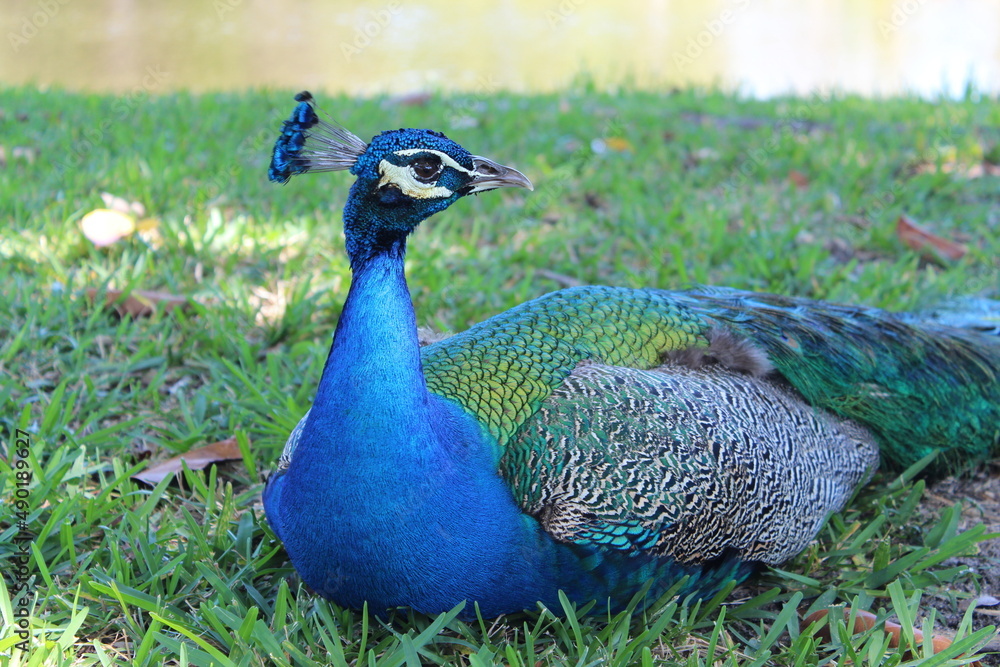 custom made wallpaper toronto digitalClose up of blue peacock in the grass during the day.