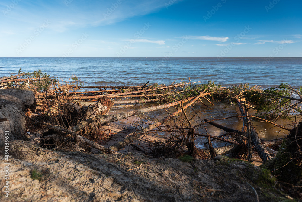 Storm broken trees on the Baltic sea coast, Kolka, Latvia. Storm broken trees on the Baltic sea coast, Kolka, Latvia.