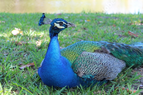 Wallpaper Mural Close up of blue peacock in the grass during the day.  Torontodigital.ca