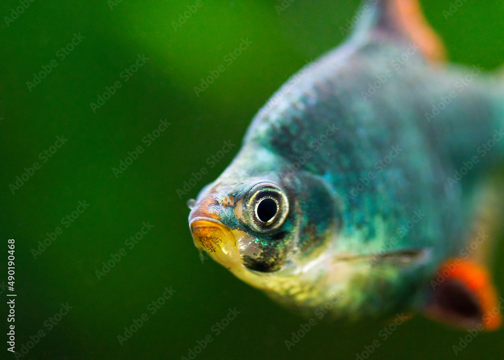 Φωτογραφία Close-up shot of a Tiger Barb fish swimming in the water