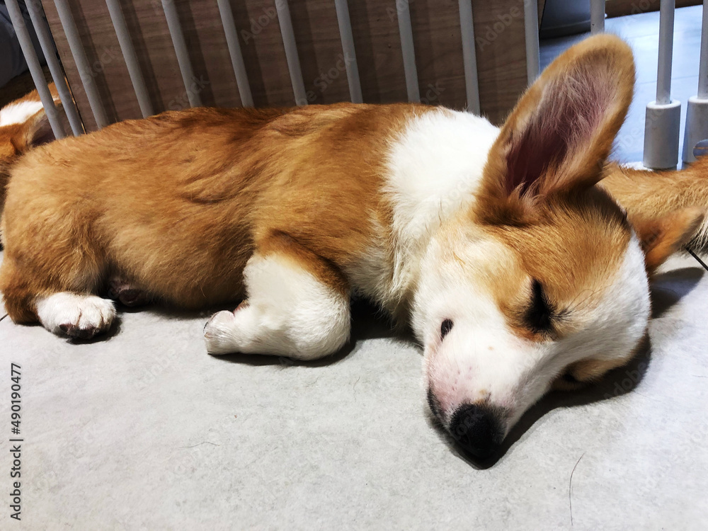 how many hours do corgis sleep