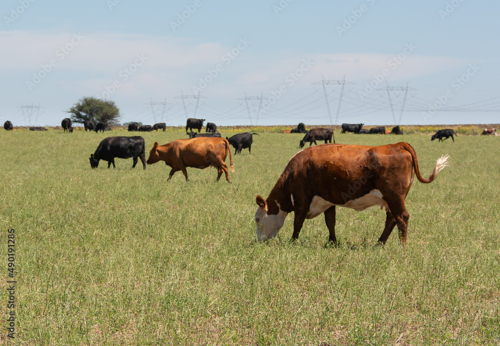 Fototapeta premium Herd of young cows and high voltage tower