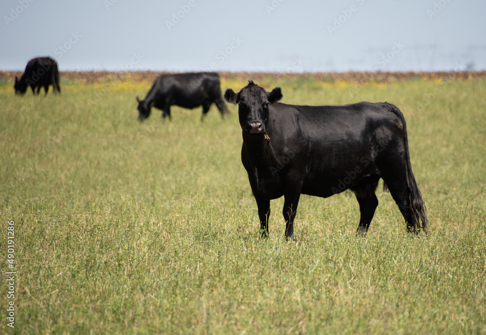 Herd of young cows Herd of young cows