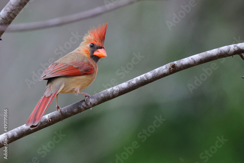 Fotobehang Closeup of a red cardinal on a tree branch on a blurred background