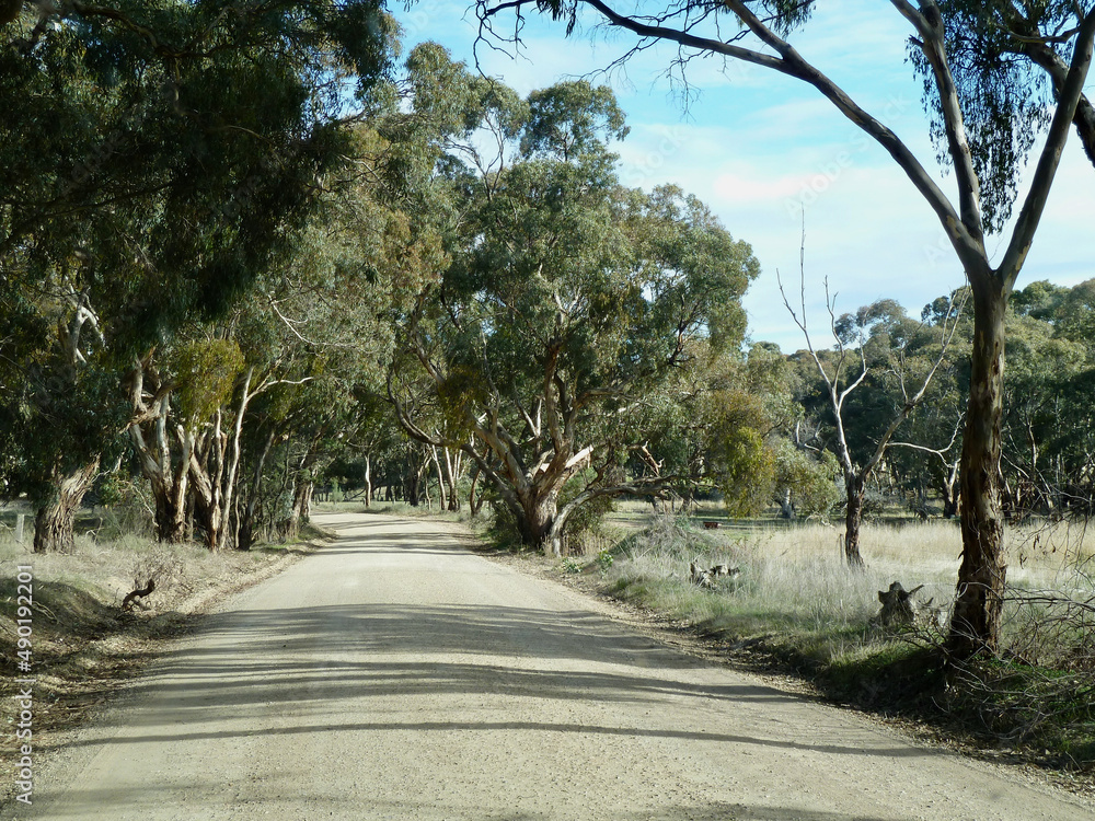 Outback trees and roads in Clare valley sound australia