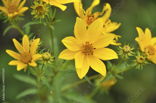 Shallow focus of tickseed sunflowers in a field photo