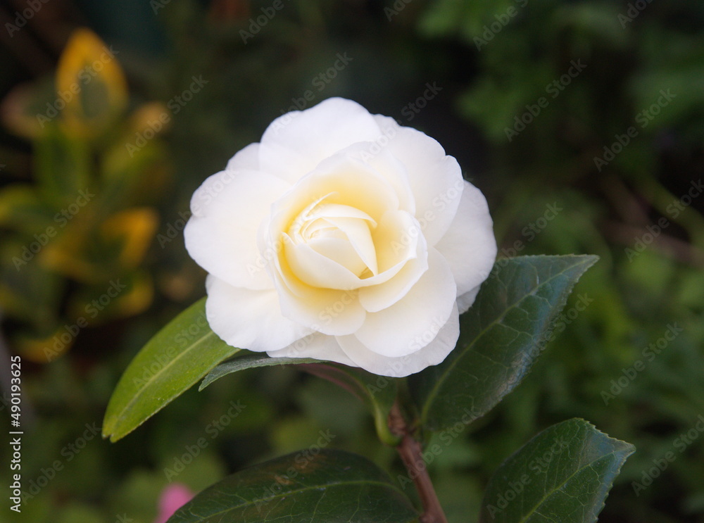 Blossom of camelia japonica, Dahlonega variety, japanese camellia in bloom Blossom of camelia japonica, Dahlonega variety, japanese camellia in bloom