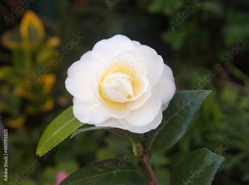 Blossom of camelia japonica, Dahlonega variety, japanese camellia in bloom