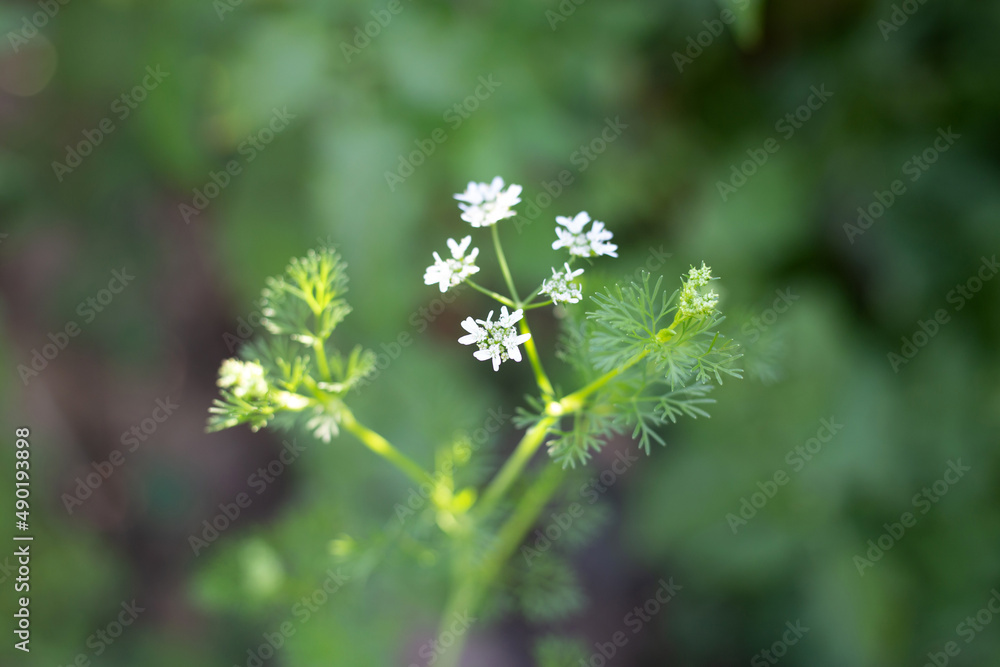 Fresh white flower of dill