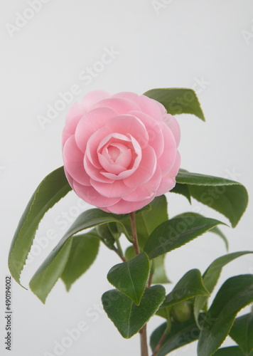 Billede på lærred Blossom of camelia japonica, Uso Otome variety, Pink Perfection,  light pink pet