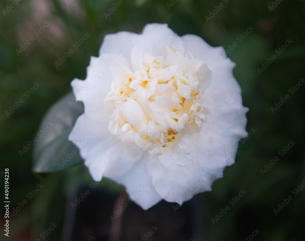 Brushfields Yellow camellia, creamy-white, yellow camellia Brushfields Yellow camellia, creamy-white, yellow camellia