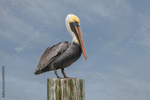 Φωτογραφία Closeup of an adult Brown Pelican perched on a dock post