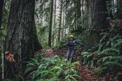 Hiker looking up at old growth trees in a temperate rainforest