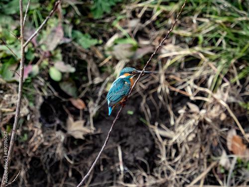 Closeup of a Common Kingfisher (Alcedo atthis bengalensis) over the Izumi River, Yokohama, Japan photo