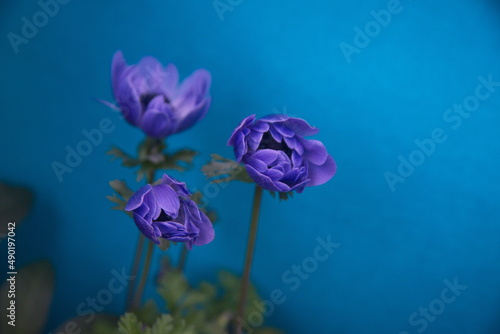 violet Anemone flowers, amethyst blue petals, ornamental garden plant Anemone coronaria on turquoise blue background