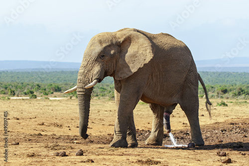 Closeup of a huge elephant photo