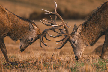 Closeup of two Red Deer stags fighting during the rut, locking antlers.