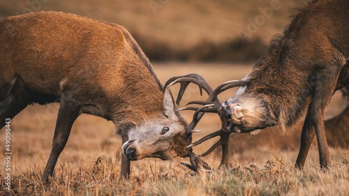 Closeup of two Red Deer stags fighting during the rut, locking antlers.