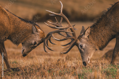 Φωτογραφία Closeup of two Red Deer stags fighting during the rut, locking antlers