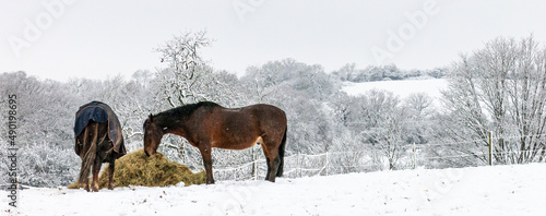 Canvas Print Panoramic snowy scene of two Connemara pony horses eating a heap of hay plant on