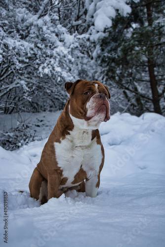 Obraz na plátne Vertical shot of an Olde English Bulldogge in a snowy forest