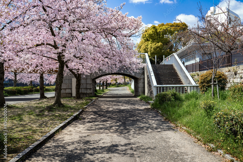 春満開に色づいた公園の桜並木