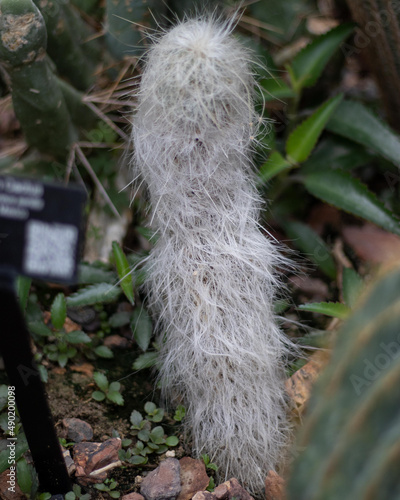 Closeup of a Cephalocereus senilis cactus in the garden photo