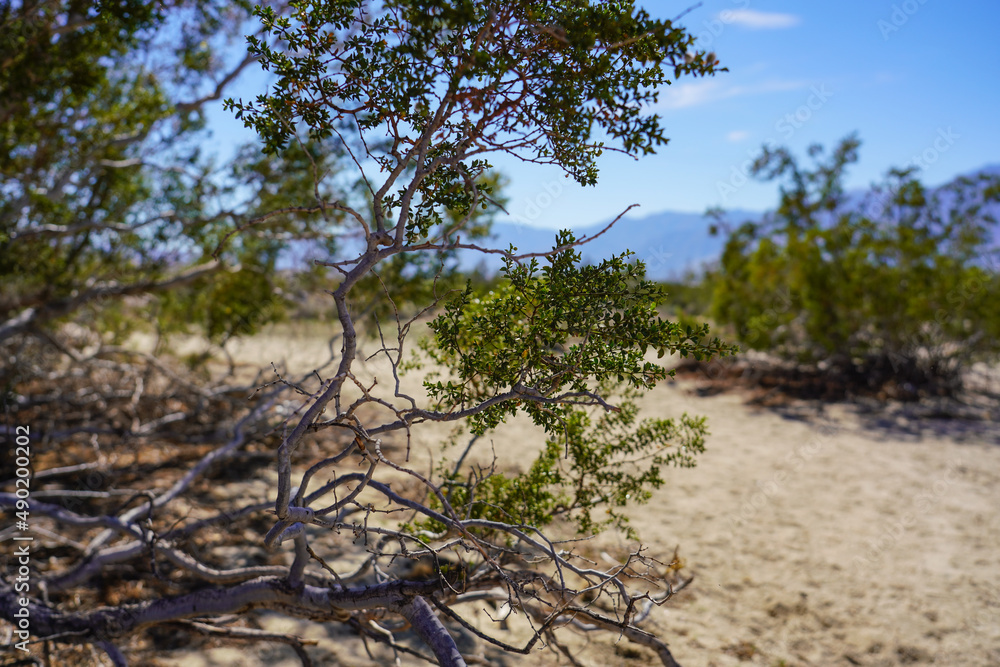 Fototapeta premium Desert Landscape