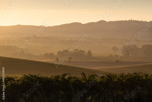 Sunrise  Misty morning over lyndoch vineyard
