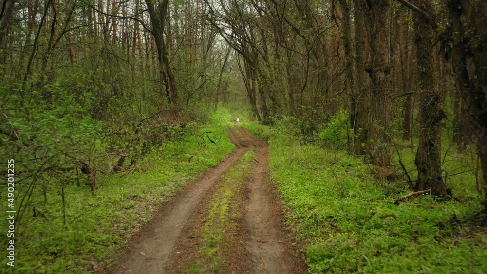 Walking trail while hiking through green lush deciduous forest at spring. Forest Trees road with Car Tracks. Dirt Road Hiking in green forest in spring - Dolly in FPV Shot. Walking trail while hiking through green lush deciduous forest at spring. Forest Trees road with Car Tracks. Dirt Road Hiking in green forest in spring - Dolly in FPV Shot.