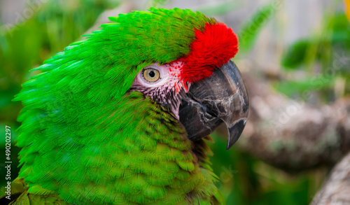 Closeup shot of a green parrot captured at Longleat, UK photo