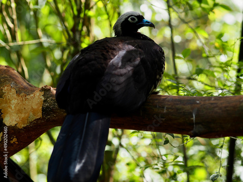 Closeup shot of a Black fronted piping guan in Brazil photo