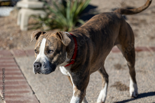 Fotografija Photo of an American Staffordshire Terrier